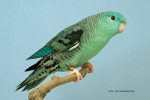 Kweker : J.Riezebos